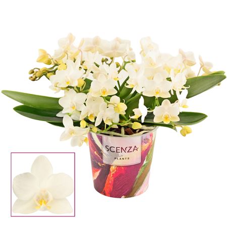 Phal Table Whitney 4+ (scenza)