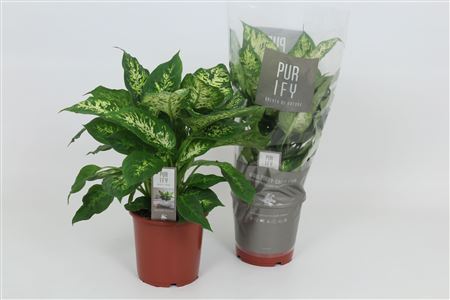 Purify Dieffenbachia Compacta