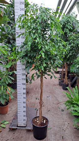 Ficus Exotica Multivlecht
