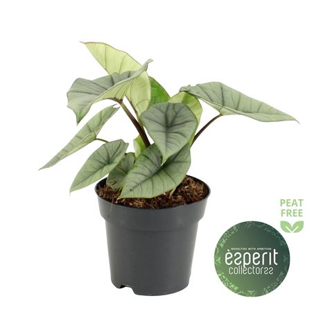 Alocasia Platinum