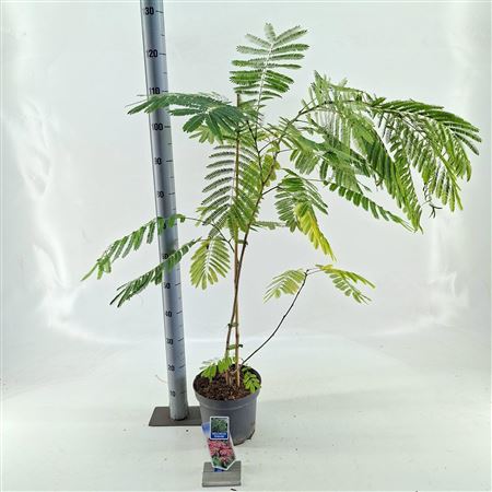 Albizia Julibrissin Ombrella