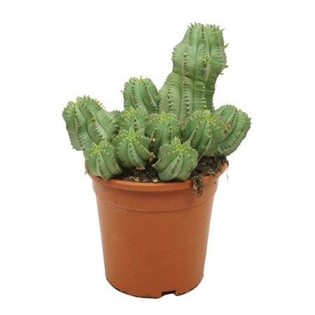 Euphorbia Fruticosa Inermis 17 Cm