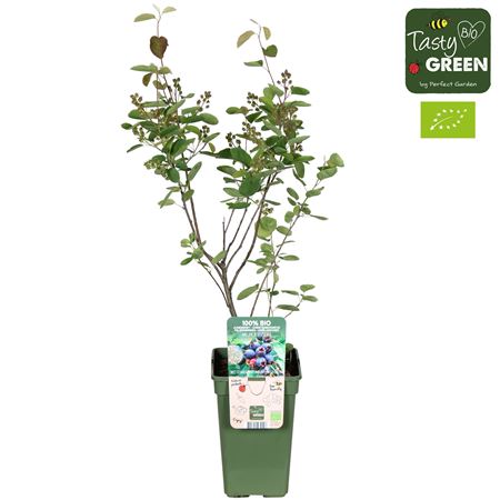 Amelanchier Spicata Bio