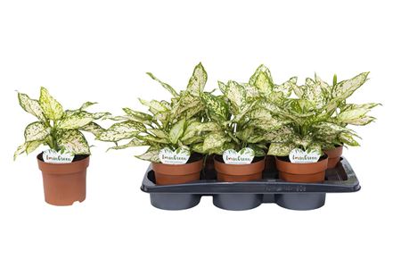 Aglaonema Eileen