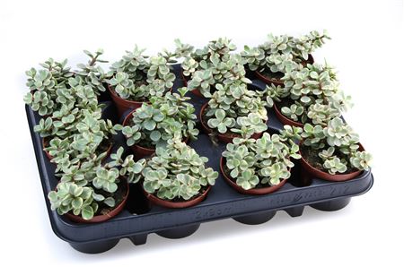 Portulacaria Afra Variegata