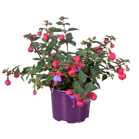 Fuchsia Bella Maria