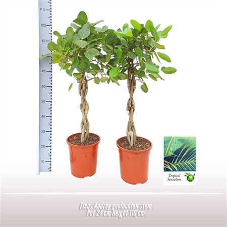 Ficus Be Audrey Twisted Stem
