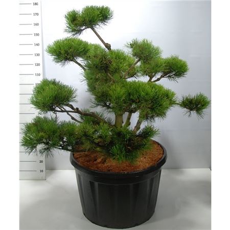 Pinus Mugo