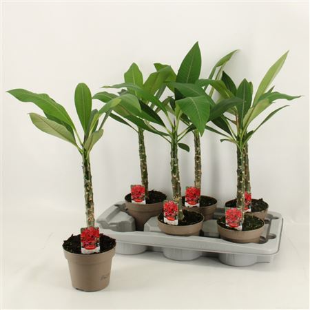 Plumeria Hawaiian Bordeaux No Flower