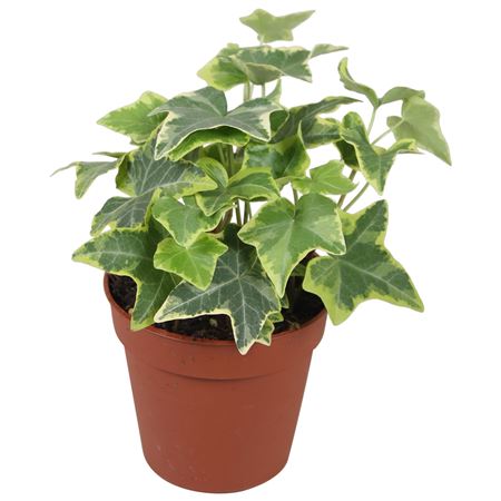 Hedera Helix Geelbont