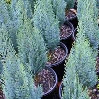 Кипарисовик лоусона Колумнарис