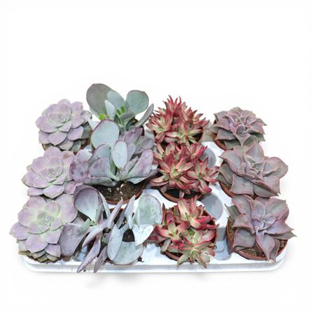 Succulent Mix Love Deluxe