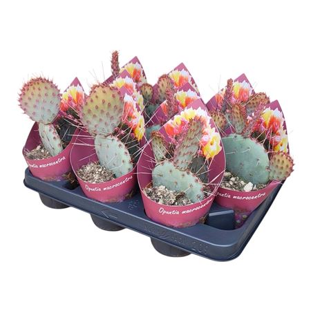 Opuntia Macrocentra Potcover