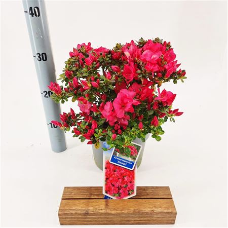 Rhododendron (aj) Anouk