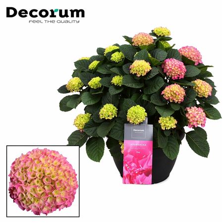 Hydrangea Pink 20+ (decorum)