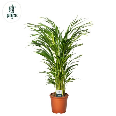 Dypsis Lutescens (air So Pure)