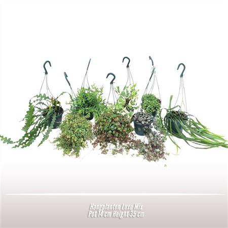 Hanging Plants Mix Deluxe