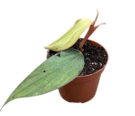 Philodendron Burle Marx Fantasy