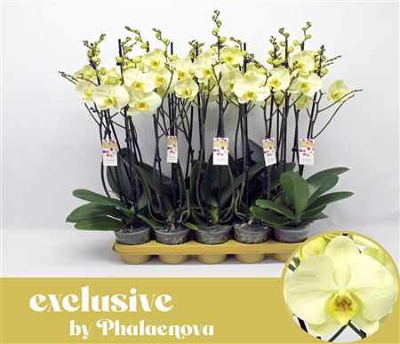 Phal 2st Green Touch 16+ (phalaenova)