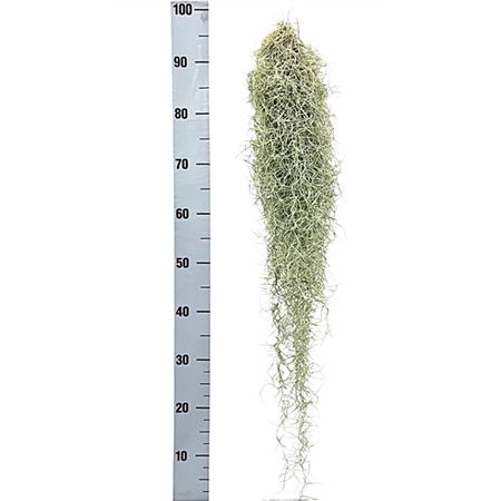 Tillandsia Usneoides Xxxl