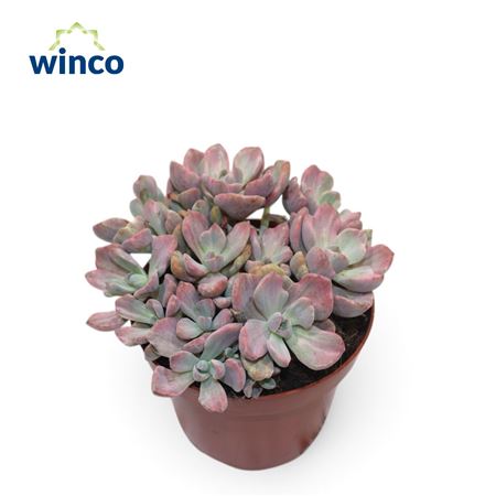 Echeveria Mrs. Richards Group