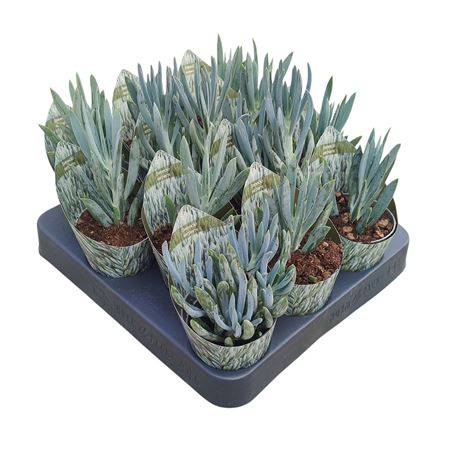 Senecio Pendulus Potcover
