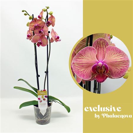 Phal 2st Helena 14+ (phalaenova)