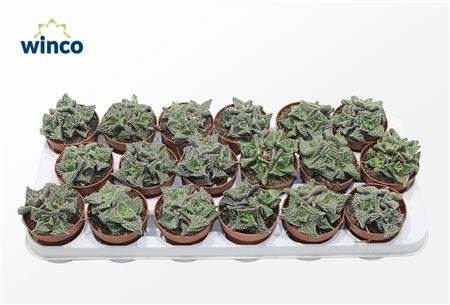 Faucaria Monstruoza (group)