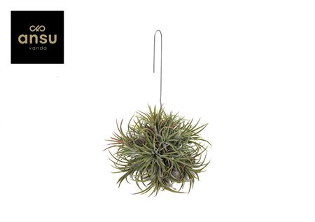Tillandsia Ionantha Hang (large)