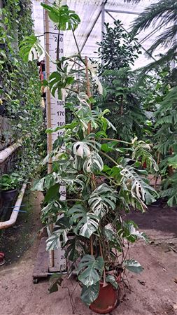 Monstera Deliciosa Variegata Bush + Fruit