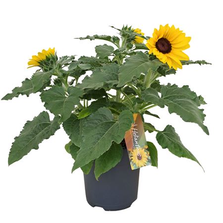 Helianthus Sunfinity Yellow Dark Center