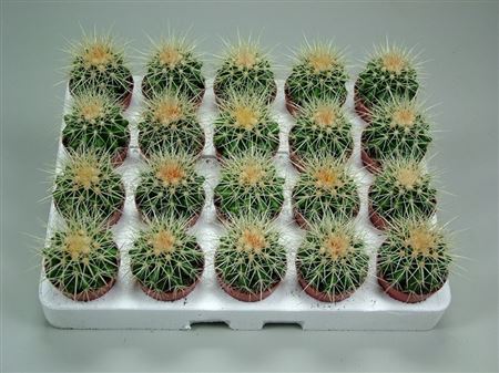 Echinocactus Grusonii 5,5 Cm