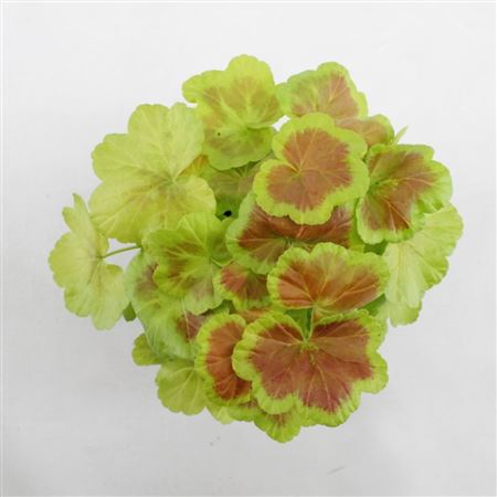 Geranium Occold Shield