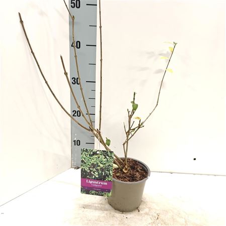 Ligustrum Vulg Atrovirens