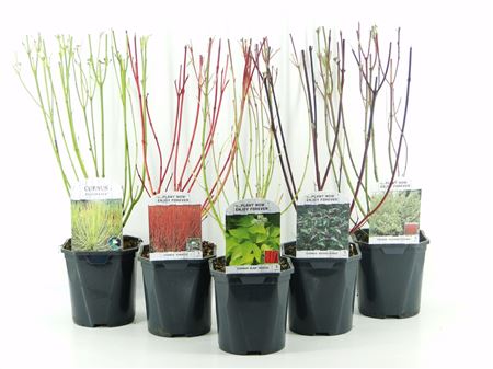 Cornus Mix