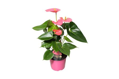 Anth An Arisa Pink 4+.