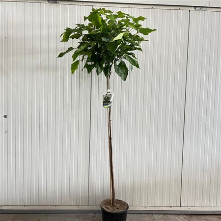 Catalpa Bignon Nana On Stem