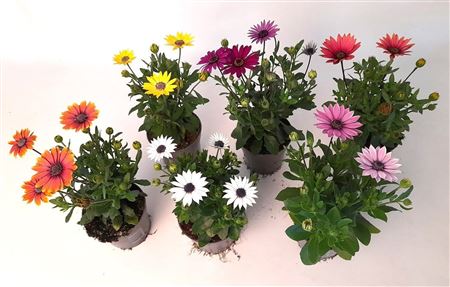 Osteospermum Mix