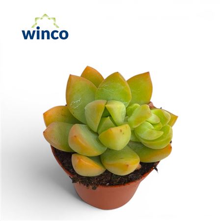 Sedum Adolphi