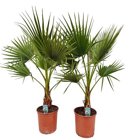 Washingtonia Filifera 1pp