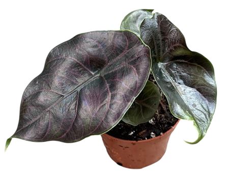 Alocasia Azlanii