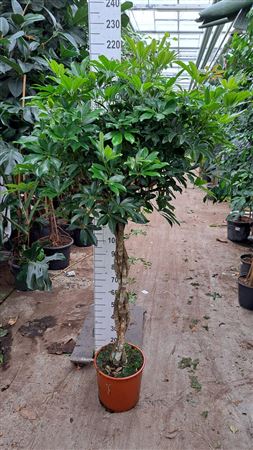 Schefflera Compacta Braided