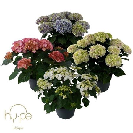 Hydrangea Ma Mix Unique 10+ (hy-pe)