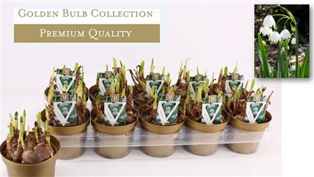 Leucojum (deluxe)