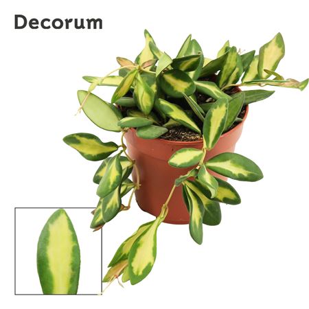 Hoya 12 Burtoniae Variegata (decorum)