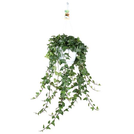 Hedera Mein Herz