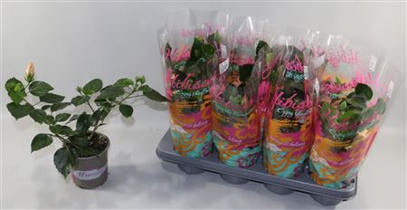 Hibiscus Mix 3+