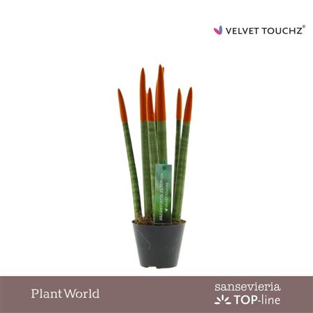 Sansevieria Velvet Touch Orange