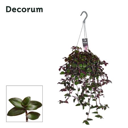 Tradescantia Velvet Hill