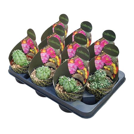 Echinocereus Triglochidiatus Var Mojavensis Inermi